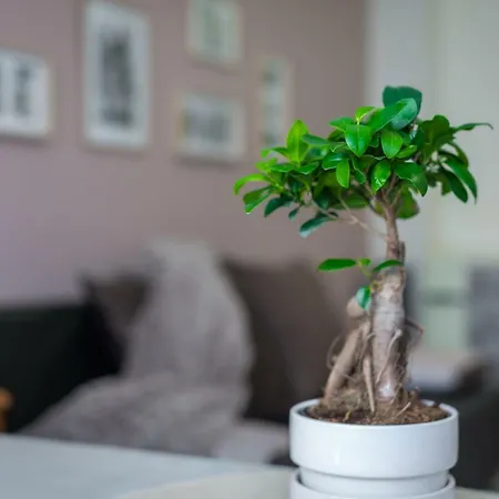 Bpr Deco Relic * Budapeste